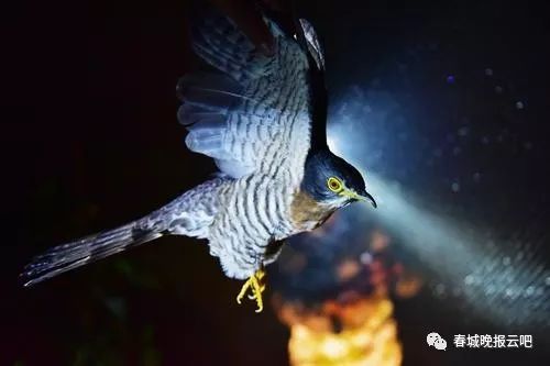 Image result for 黑夜的鸟"