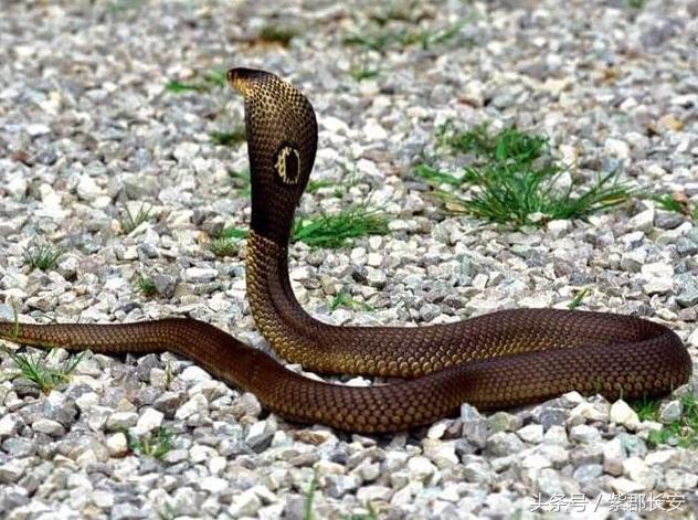 民间关于蛇的传说网友：“挺有意思的”