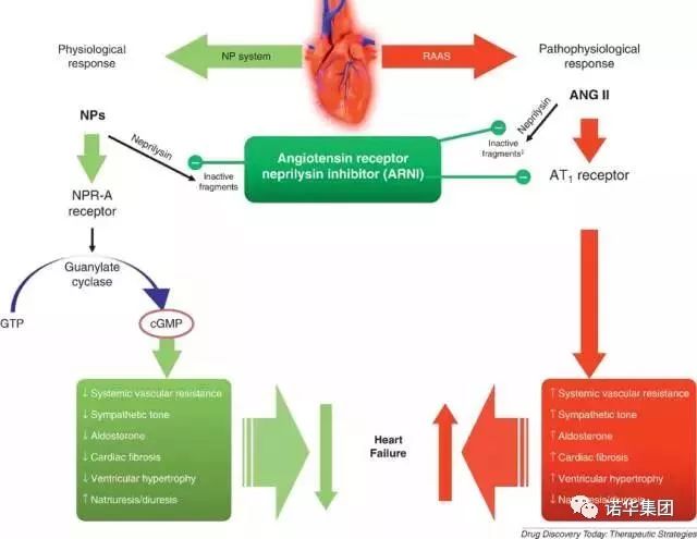 双重抑制剂调节心衰过程中的raas和np系统