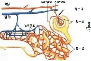 2,肾小球滤过率的大小