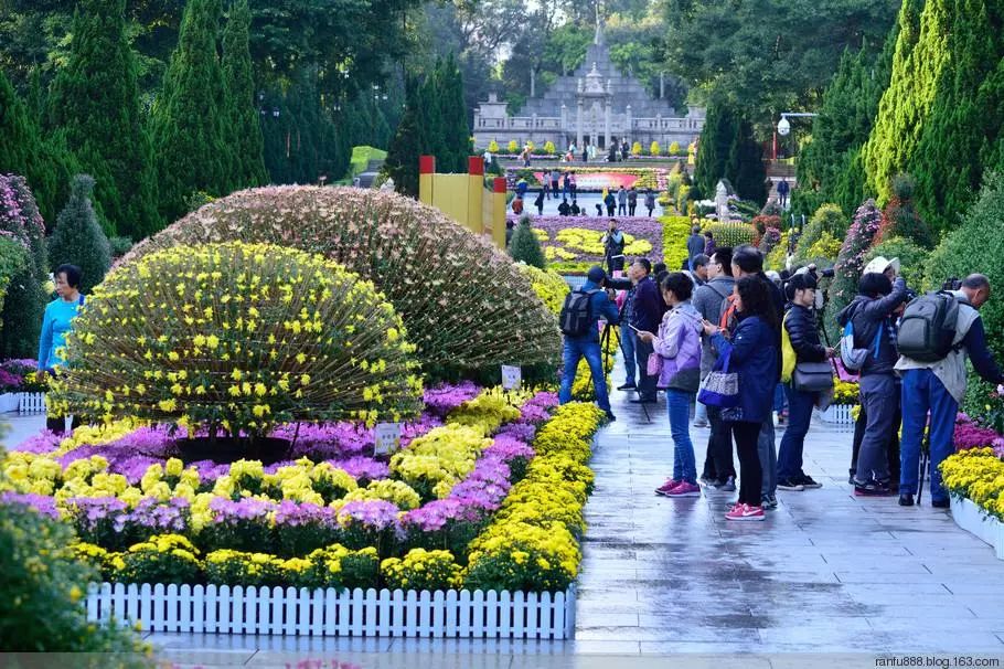 将黄花岗公园变成了菊花的海洋