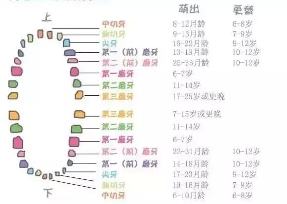 儿童牙齿长牙顺序图