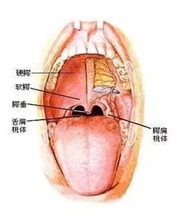 贺州一男子喉咙痛,以为是扁桃体发炎,知道真相的他吓了一跳!