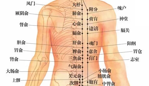 肺俞,厥阴俞,心俞,膈俞,肝俞,胆俞,脾俞,胃俞,三焦俞,大肠俞,小肠俞