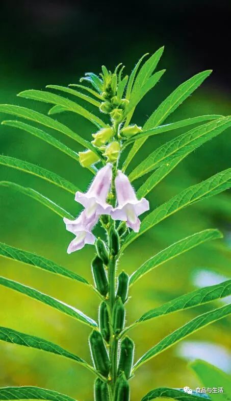 俗话说"芝麻开花节节高",这句话点明了芝麻的植株形态是垂直向上生长