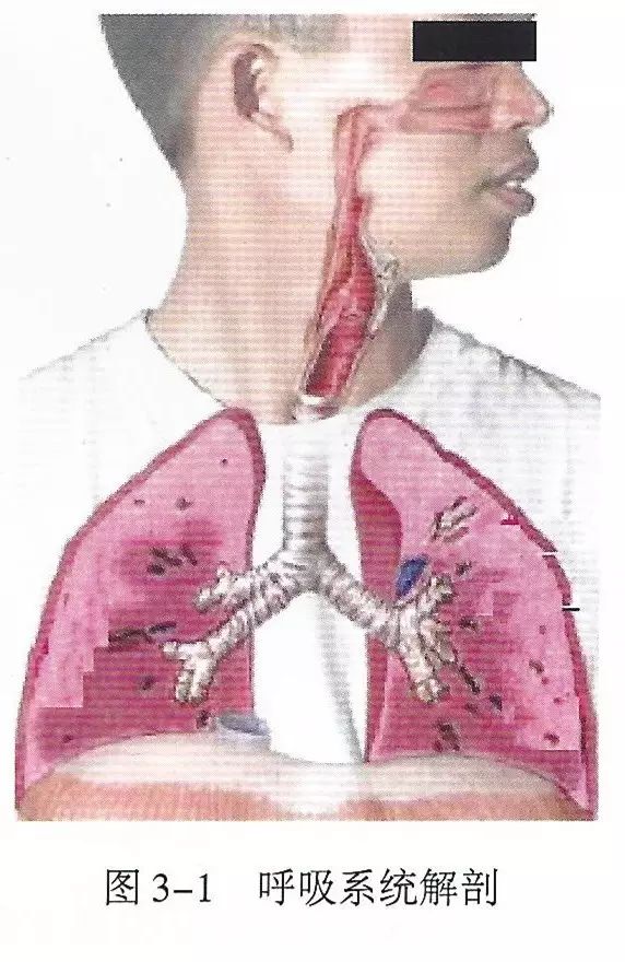 上呼吸道包括鼻,咽,喉,下呼吸道依次分为气管,支气管,叶支气管,肺炮