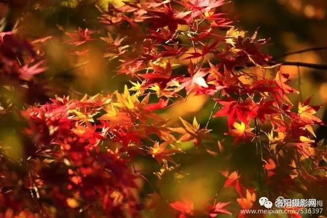 洛浦公园的枫林,红透了晚秋,也美艳了初冬