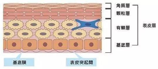 表皮层又分为五层, 角 质层,透明层,颗粒层,有棘层和 基底层.