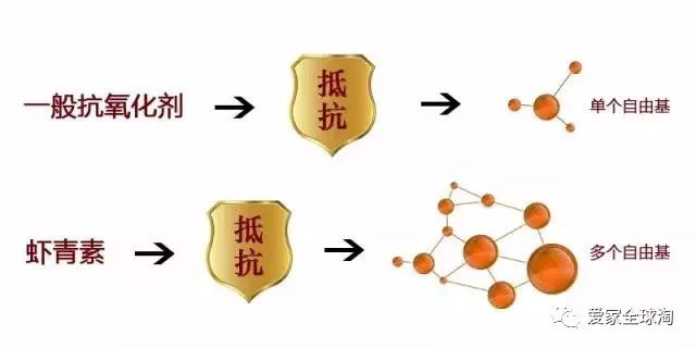 而虾青素可以形成一层电子网,环绕着细胞分子,这电子网可以通过吸引