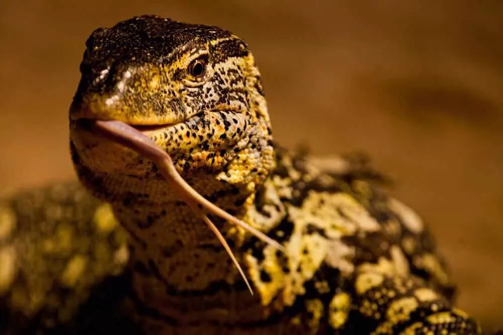 多年未见的非洲第一大蜥蜴又回到人们视野了?