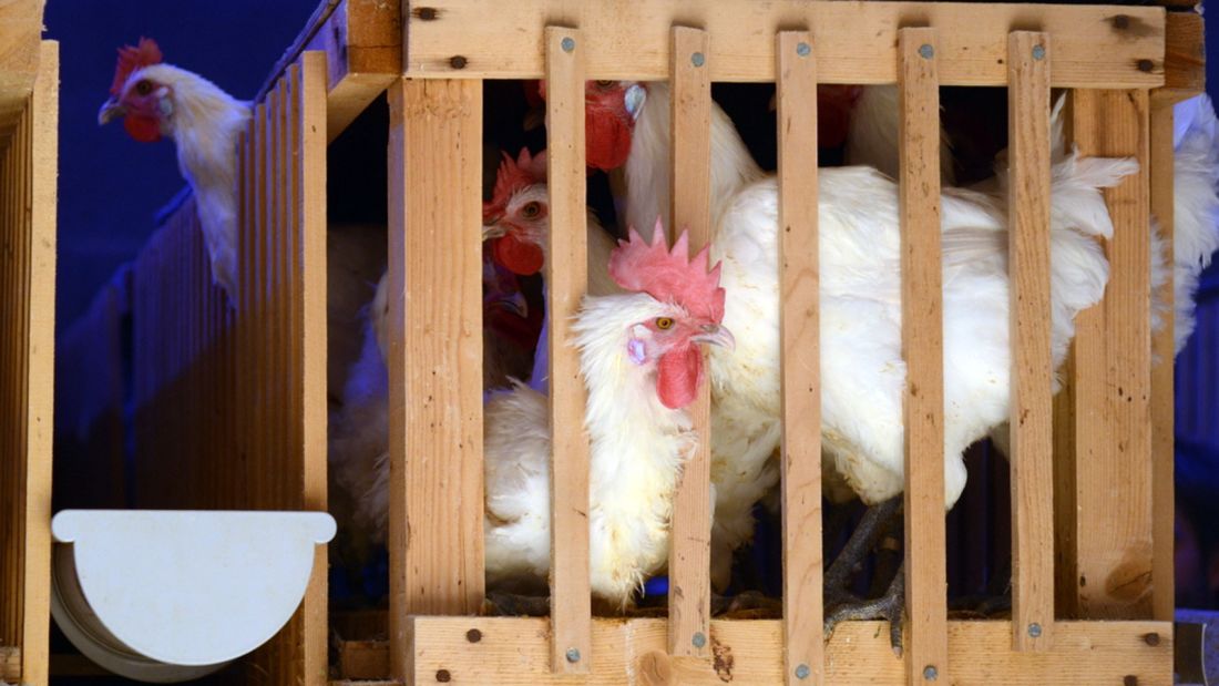 休息的时候,布雷斯鸡住在木制的鸡笼里,鸡笼的材料也是纯天然的.