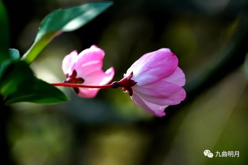 历代咏海棠花诗词选