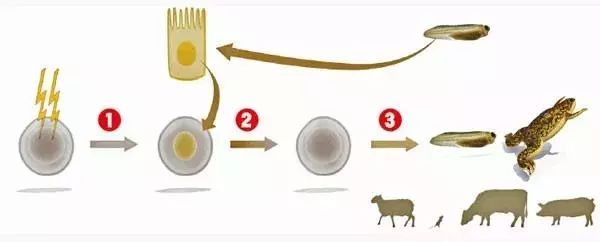 细胞核移植的过程