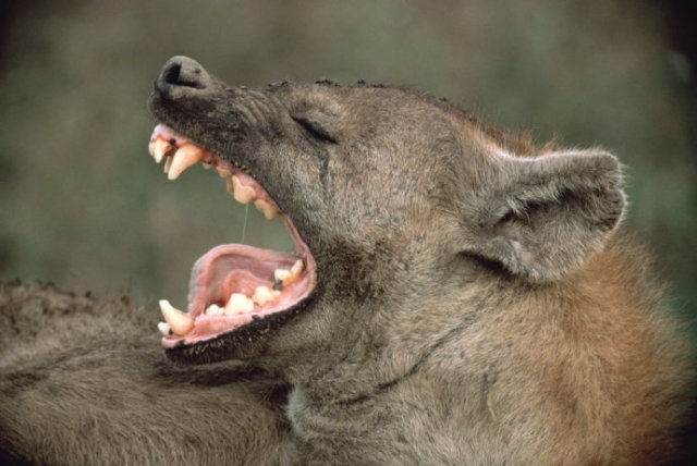 咬合力:493 千克 斑鬣狗喜欢集体猎食 瞪羚,斑马,角马等大中型草食