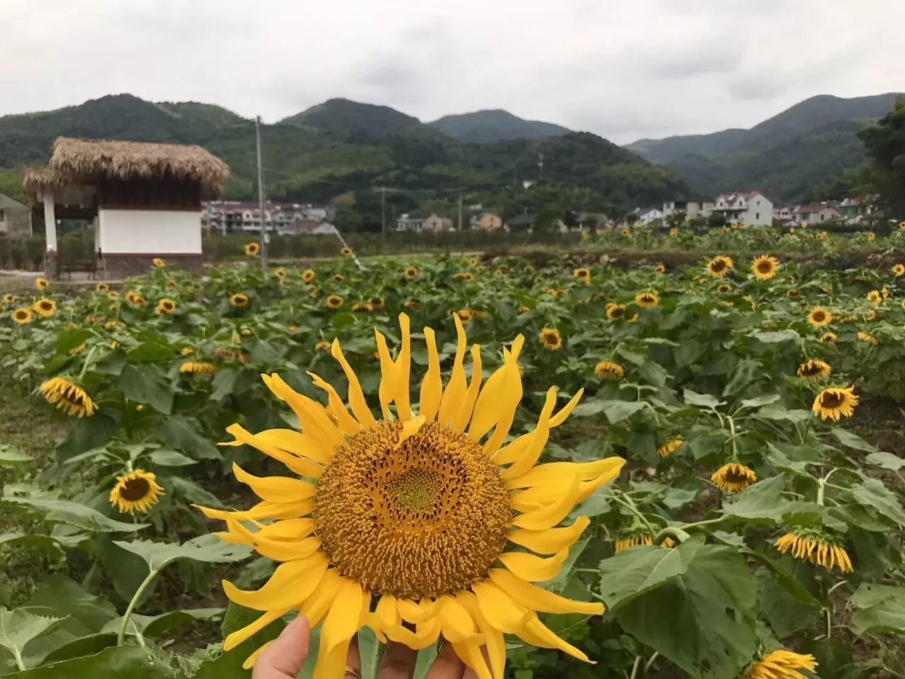 九龙湖深处藏着一个满是诗情画意的古村秦山村