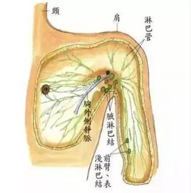 淋巴排毒,决定健康