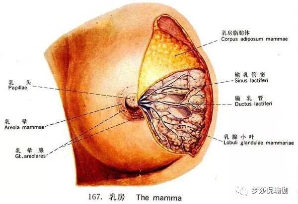 Զټ뵽ɯ