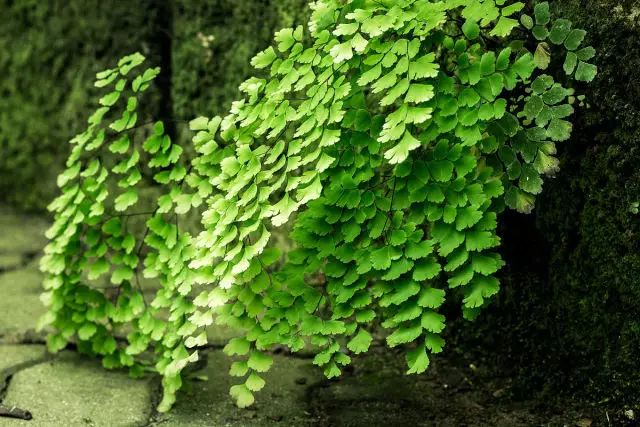 铁线蕨是多年生蕨类植物,种植的关键是无阳光直射 环境湿润温暖.