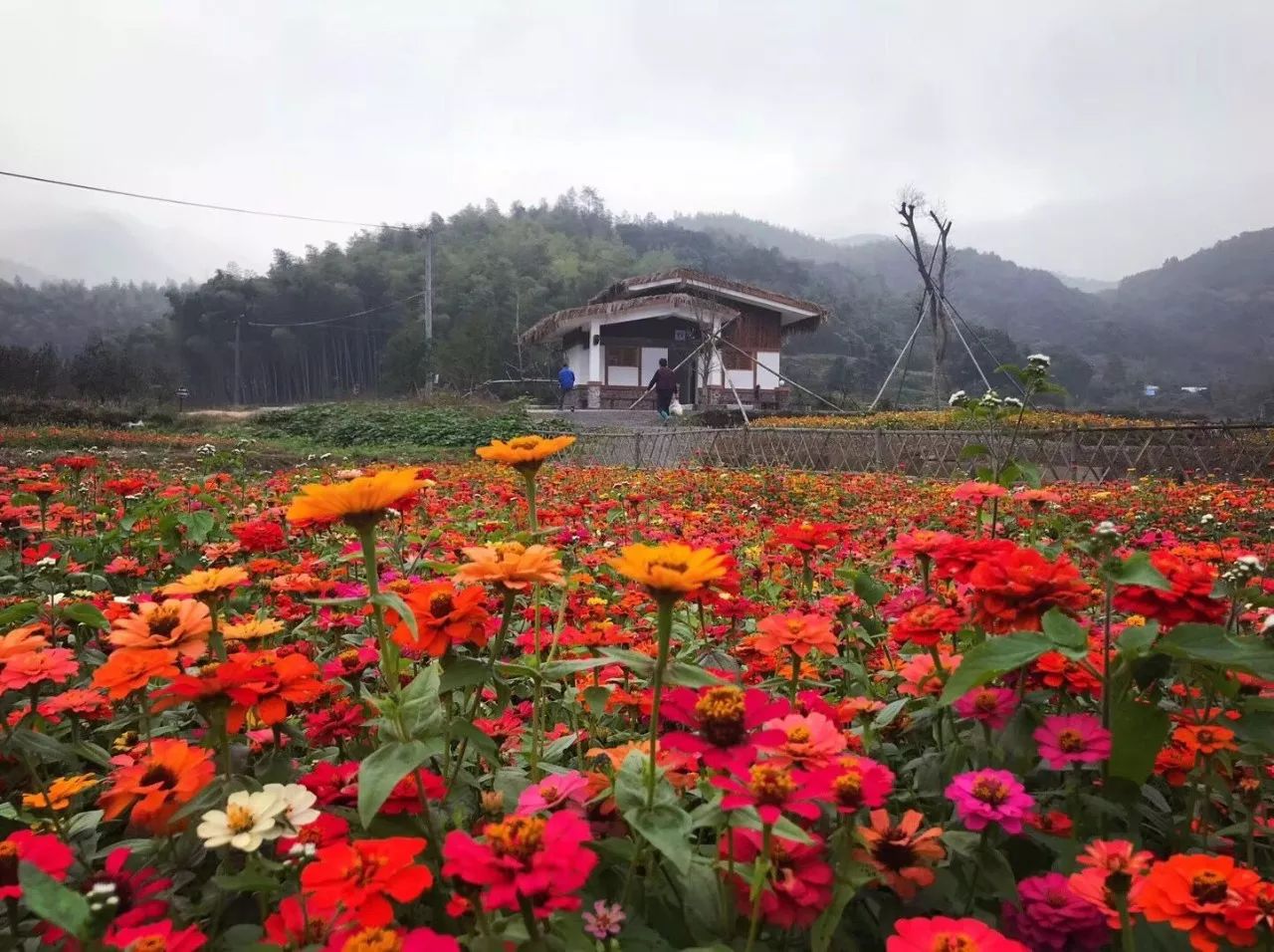 九龙湖深处藏着一个满是诗情画意的古村秦山村