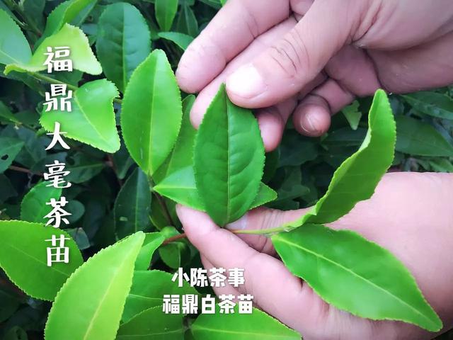 育苗是采用扦插的方式,从成年茶树上剪下成熟的白茶树枝,大约10-15