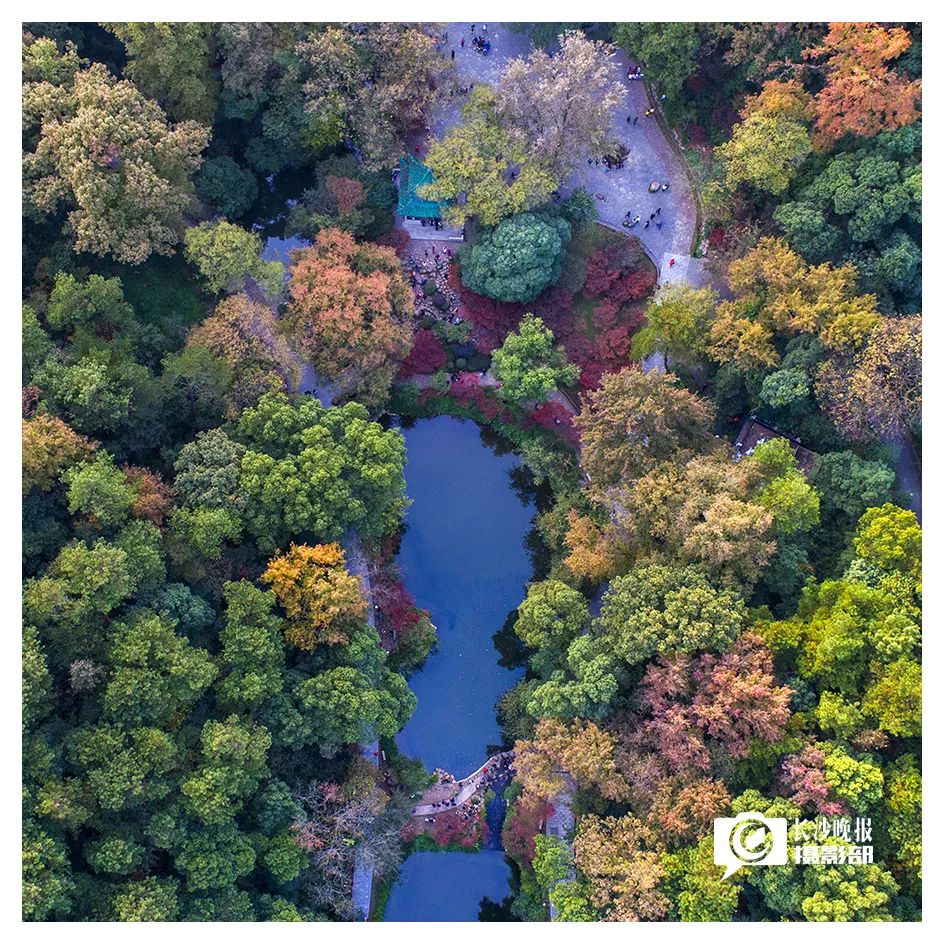 除了麓山的红枫,你知道长沙的冬日有多美吗?(航拍vr全景福利)