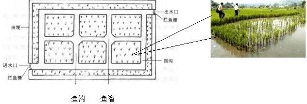 稻田养鱼第一步,如何科学建设养鱼田?