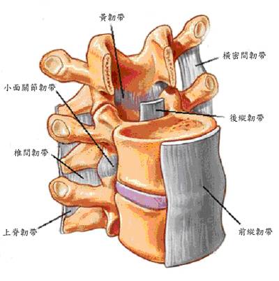 脊柱韧带,三长两短;  腰椎穿刺,棘上棘间;  再透黄韧,进入椎管.