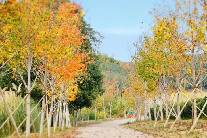 12月3日(周日)南昌凤凰沟欣赏银杏,枫叶,菊花,采摘火龙果,桔子.