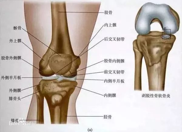 膝关节是人体最大且构成最复杂,我们需要知道膝关节的结构,先从辅助