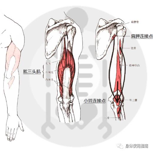 你被肌肉太紧吓唬过么│身体使用指南