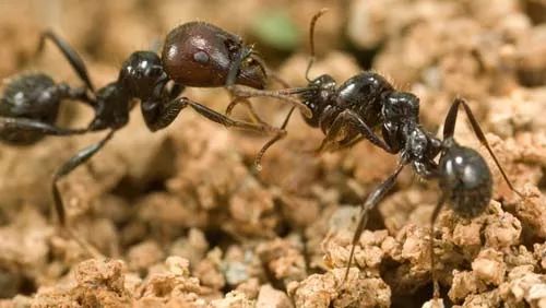 黑蚂蚁的奉献