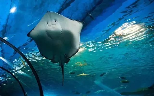 壁纸 动物 海底 海底世界 海洋馆 水族馆 鱼 鱼类 640_397