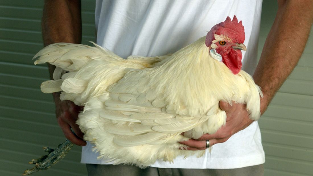 鸡(poulet de bresse),是产于东部布雷斯地区的鸡种,由于坚持自然养殖