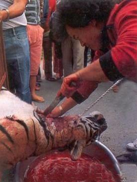 老虎这样凶猛的动物,被这些人抓到后竟这样残忍屠杀
