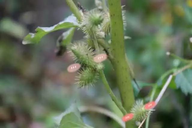 浙药花草梦小可爱小苍耳