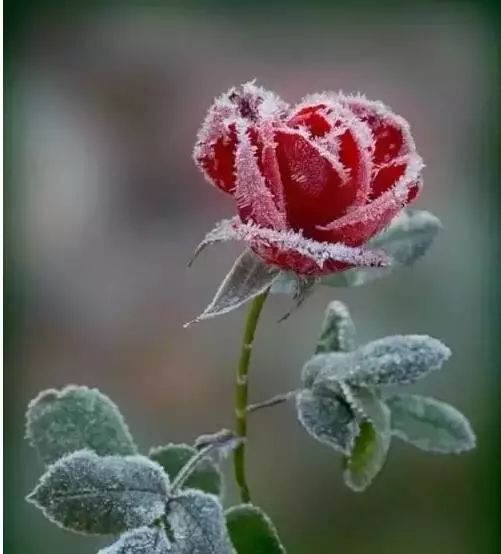 雪中玫瑰醉心美