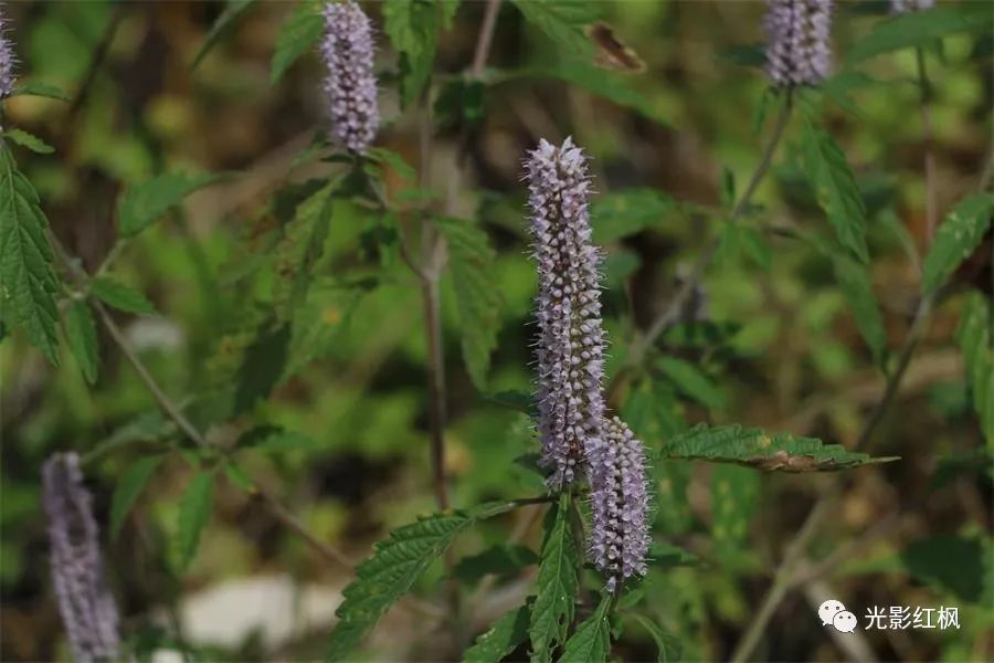 看图识物野香草