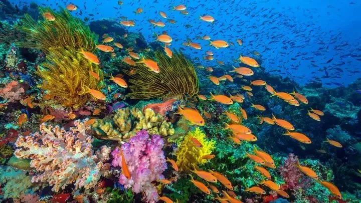 深海处的海洋生物,颜色漂亮得不像纪录片