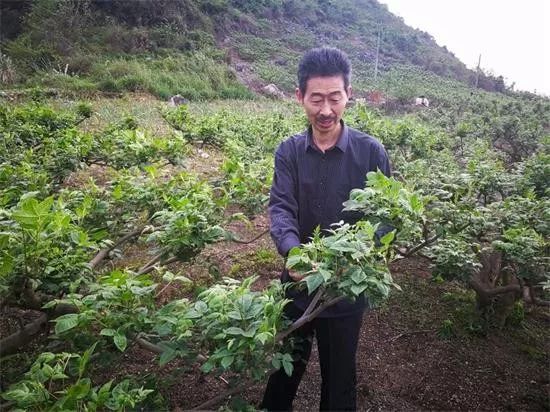 刘红卫:种苗一亩利润50万 吴茱萸滥种必将烂市