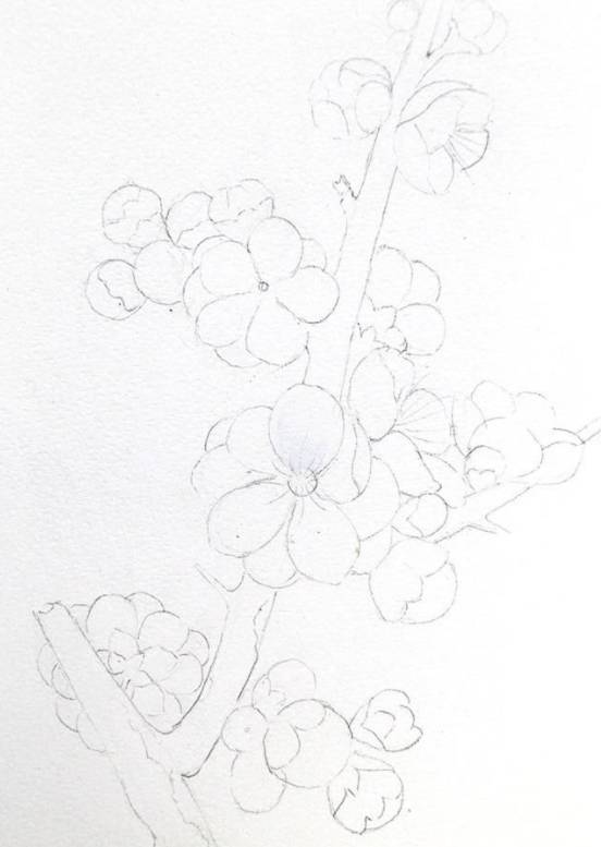 摘自:花田小憩 1.起形:用铅笔画出梅花大概轮廓和枝干花朵的走向.
