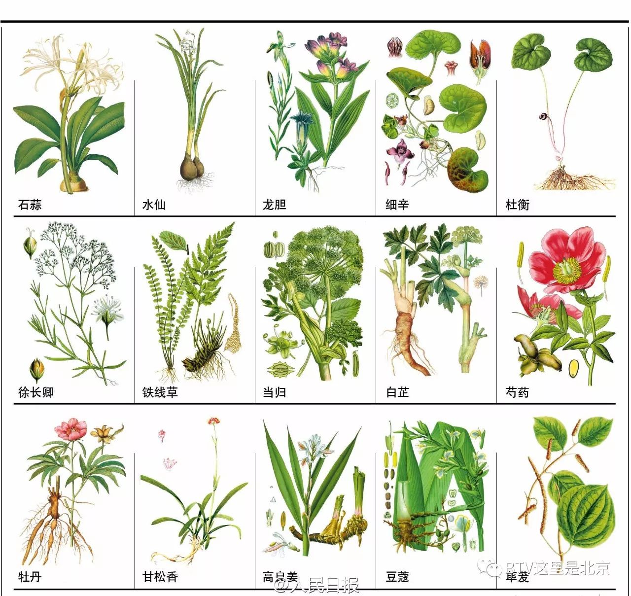 148种常见中草药,您认识几个?