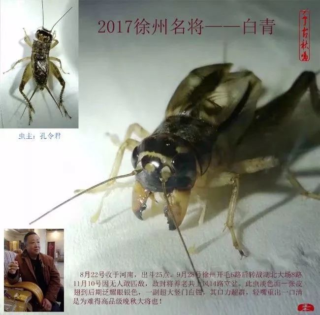 季后收藏2017徐州蟋蟀功虫名将录