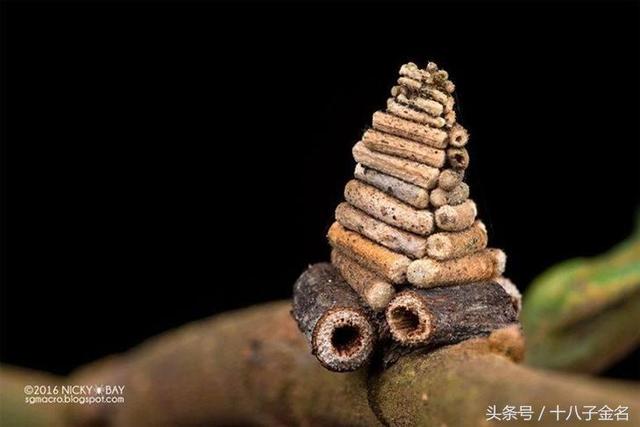 它的幼虫常被人称为被管虫或皮虫 说明它总是一个管状的皮囊罢了.