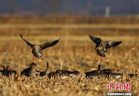 吉林珲春数十万大雁集结 敬信湿地成候鸟越冬"训练营"