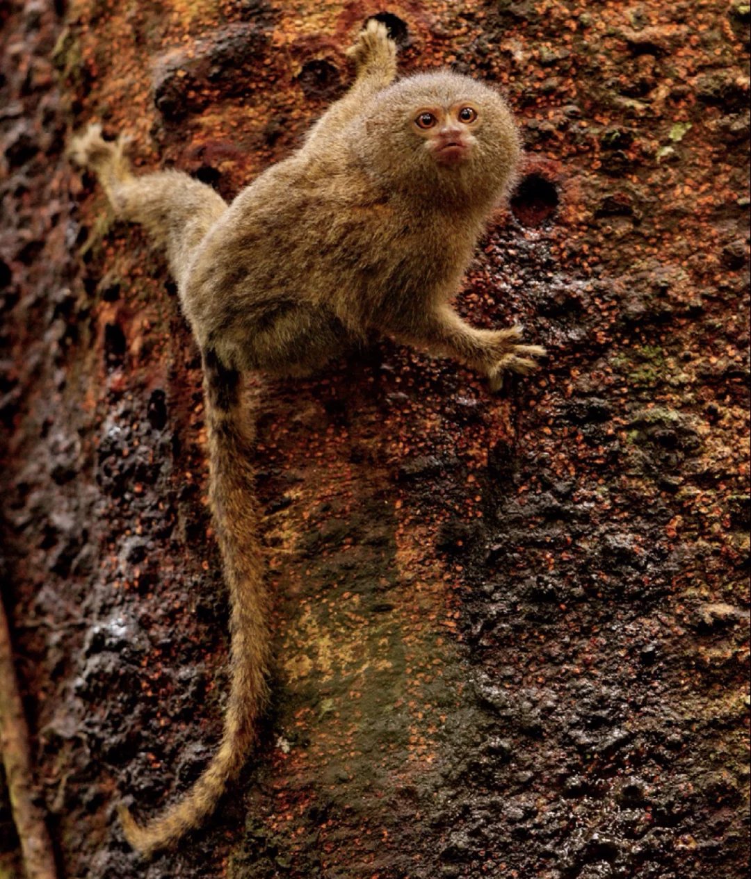 侏狨,cebuella pygmaea, 平均体长:12.5厘米.