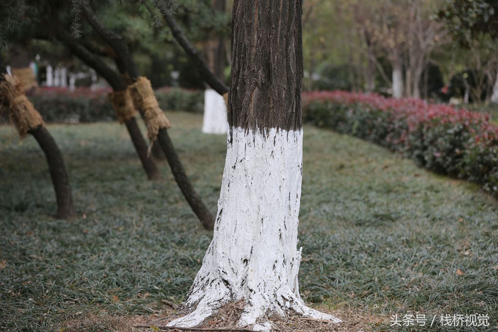 冬天树木涂白石灰水绑草绳干什么还有更绝的给树亮黄牌超级诱杀