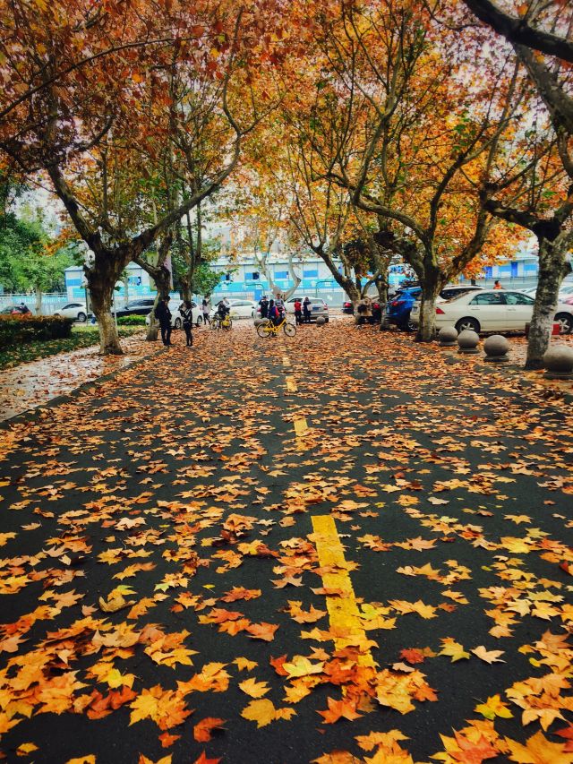 上周的一场秋雨后, 沙河可以说是很美了