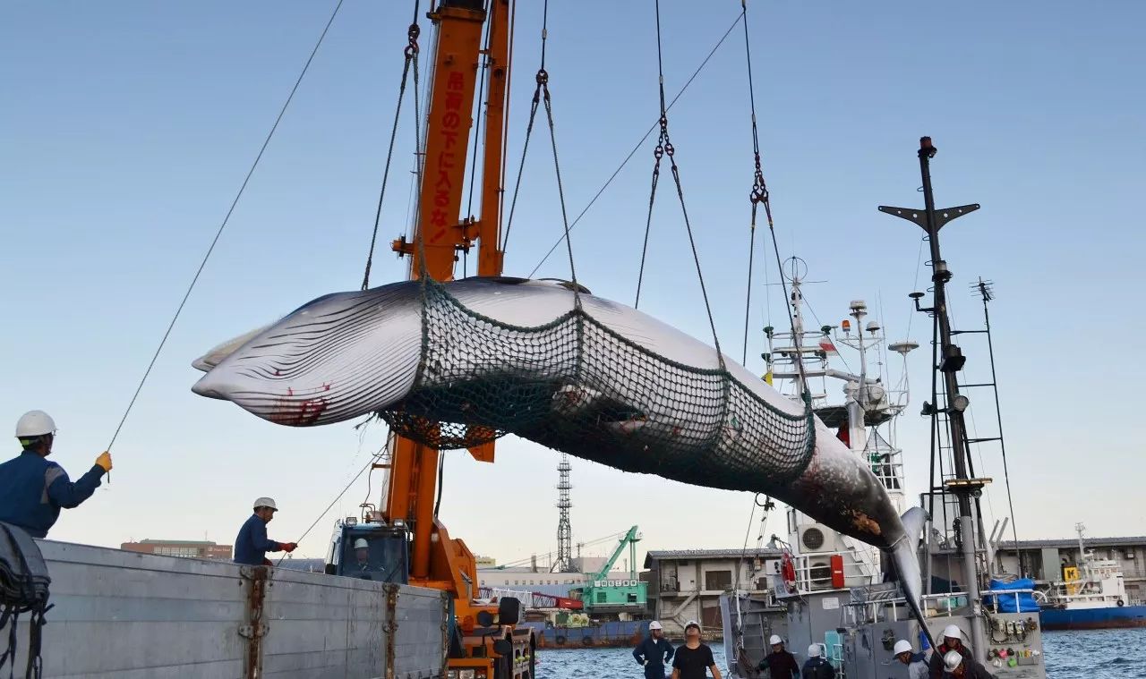 秘而不宣!澳政府隐瞒日本捕鲸血腥视频曝光_搜