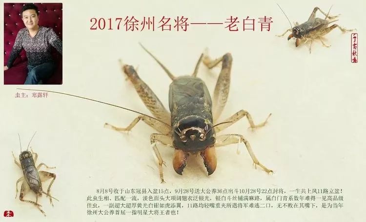 季后收藏:2017徐州蟋蟀功虫名将录