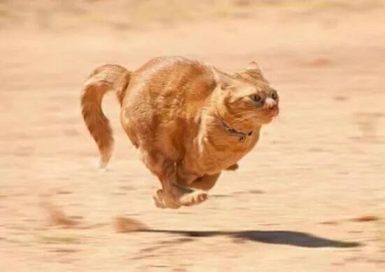 网友闲逛时,偶遇一只奔跑的橘猫.